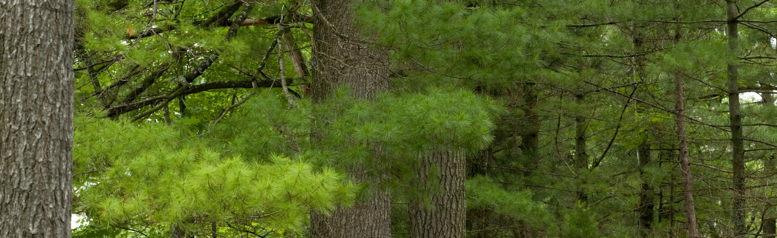 White Pines in a forest
